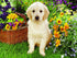 White Dog sitting in Flowers